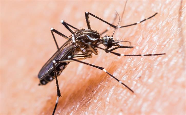Dengue fever and Unani management